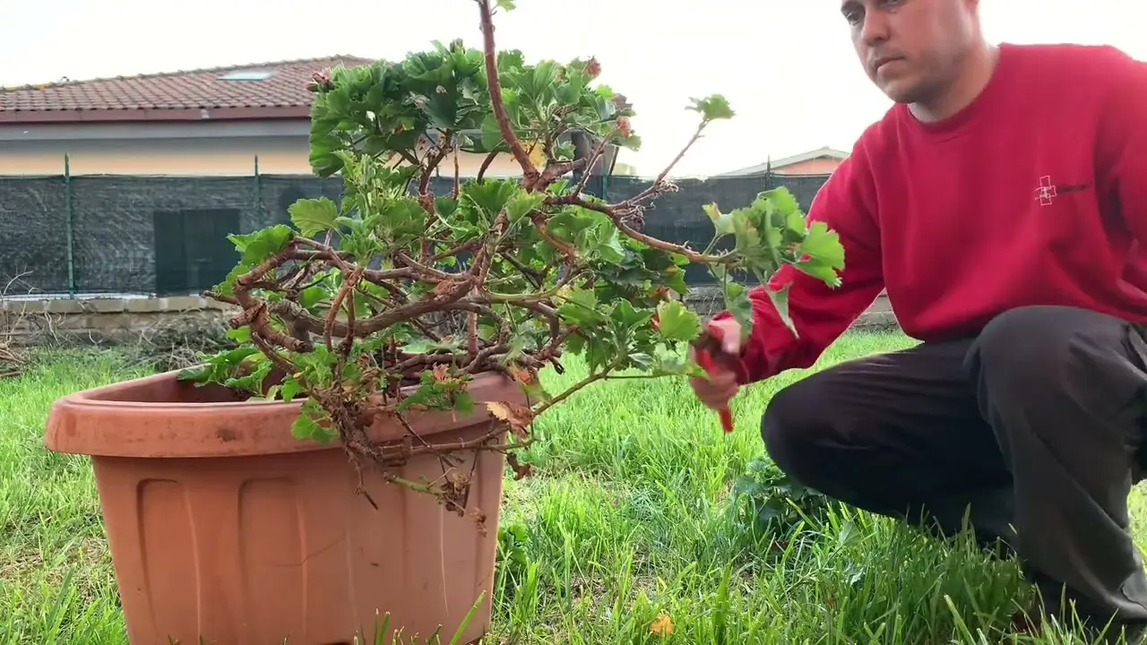 Plaga en tus plantas y no tienes aceite de neem: usa este ingrediente casero y barato urgentemente