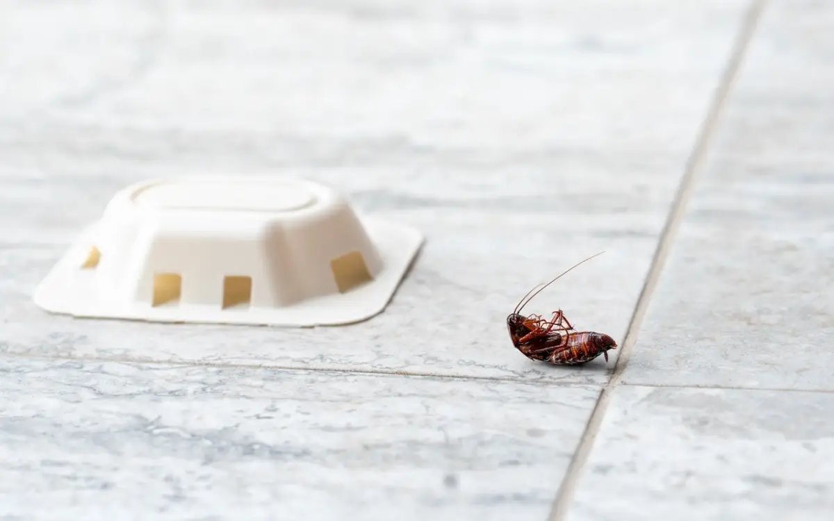 ¿Qué líquido odian las cucarachas? Usa esto y nunca más volverán a tu casa