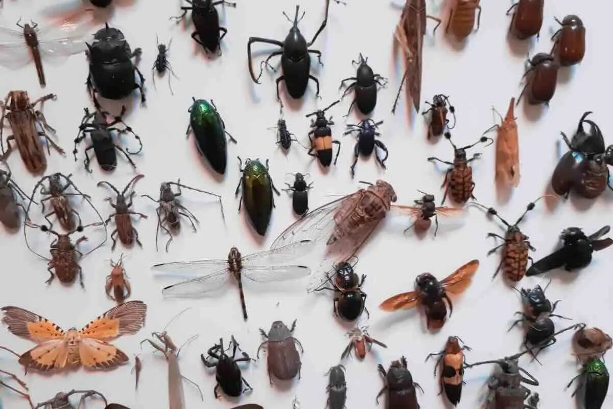 ¿Picaduras extrañas y dolorosas? Podrían ser cucarachas: así evitas que te ataquen